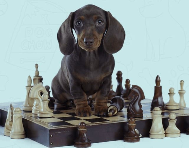 Brain Training for Dogs
